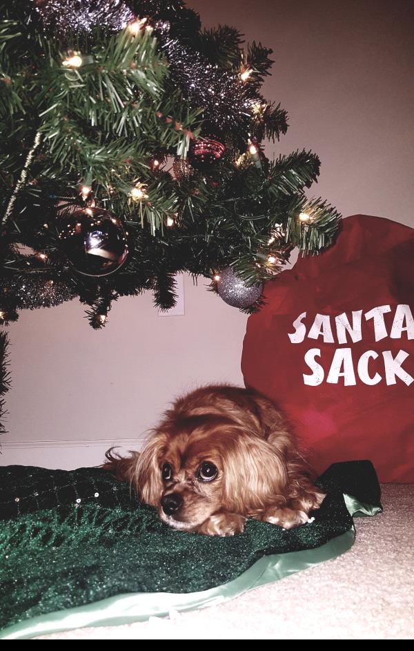 /images/uploads/pets are worth saving/posingforpaws2019/entries/8613thumb.jpg